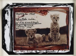 Cheetah cubs @ Bill Woodley's