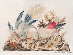 Fanny Ghislanzoni - Birds, snake and beetle